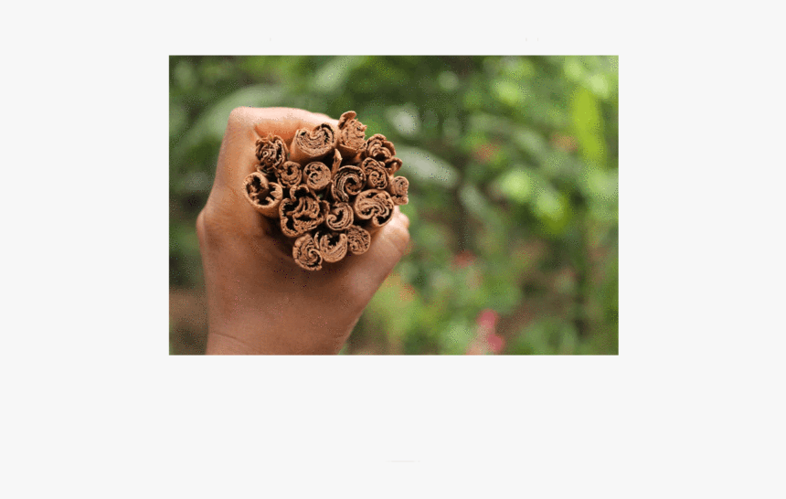 Cinnamon Stick Png, Transparent Png, Free Download