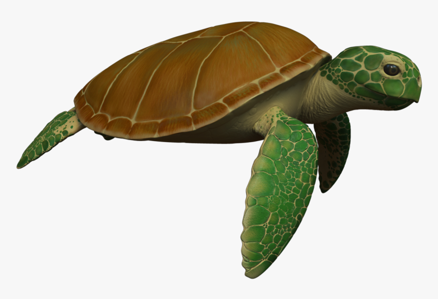 Animated Sea Turtle Wallpaper Iphone Wallpapersafari - Sea Turtle Transparent Animated, HD Png Download, Free Download