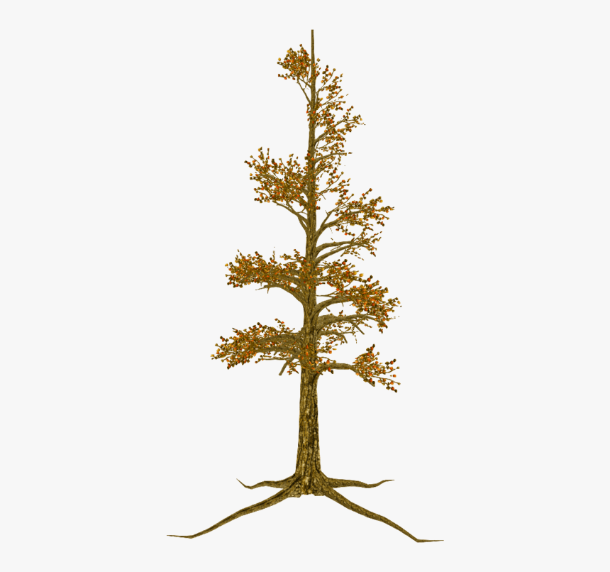 Pond Pine, HD Png Download, Free Download