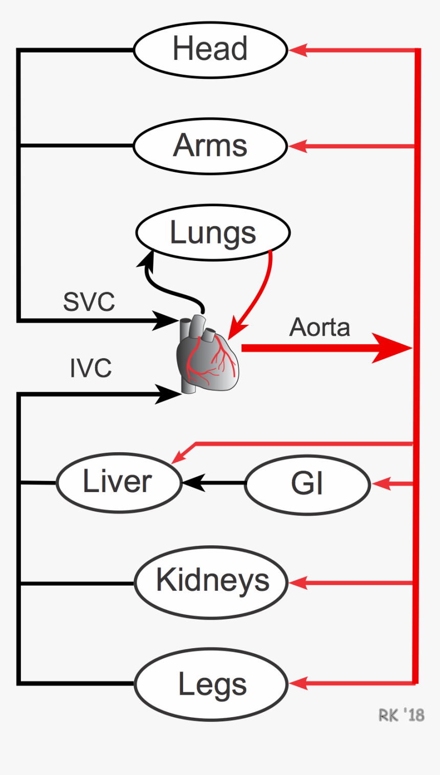 Transparent Circulatory System Png - Parallel Vs Series Circulation, Png Download, Free Download