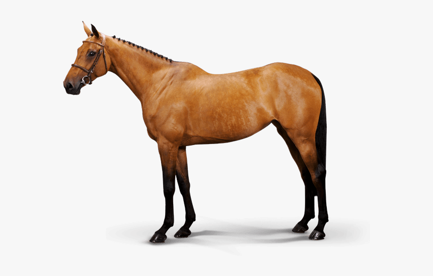 Hyacinth Mg - Sorrel, HD Png Download, Free Download