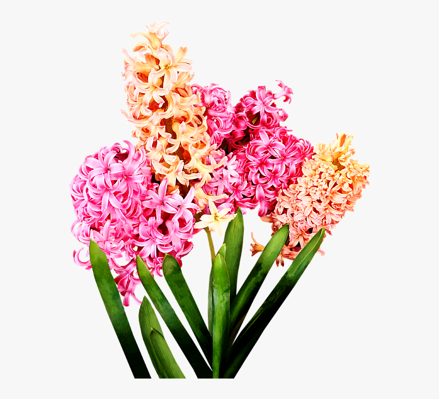 Hyacinth, HD Png Download, Free Download