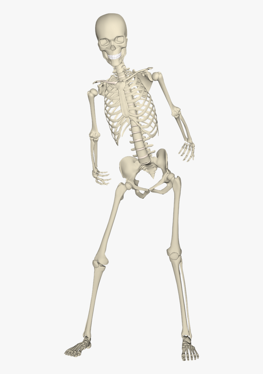 Real Skeleton Transparent Png, Png Download, Free Download