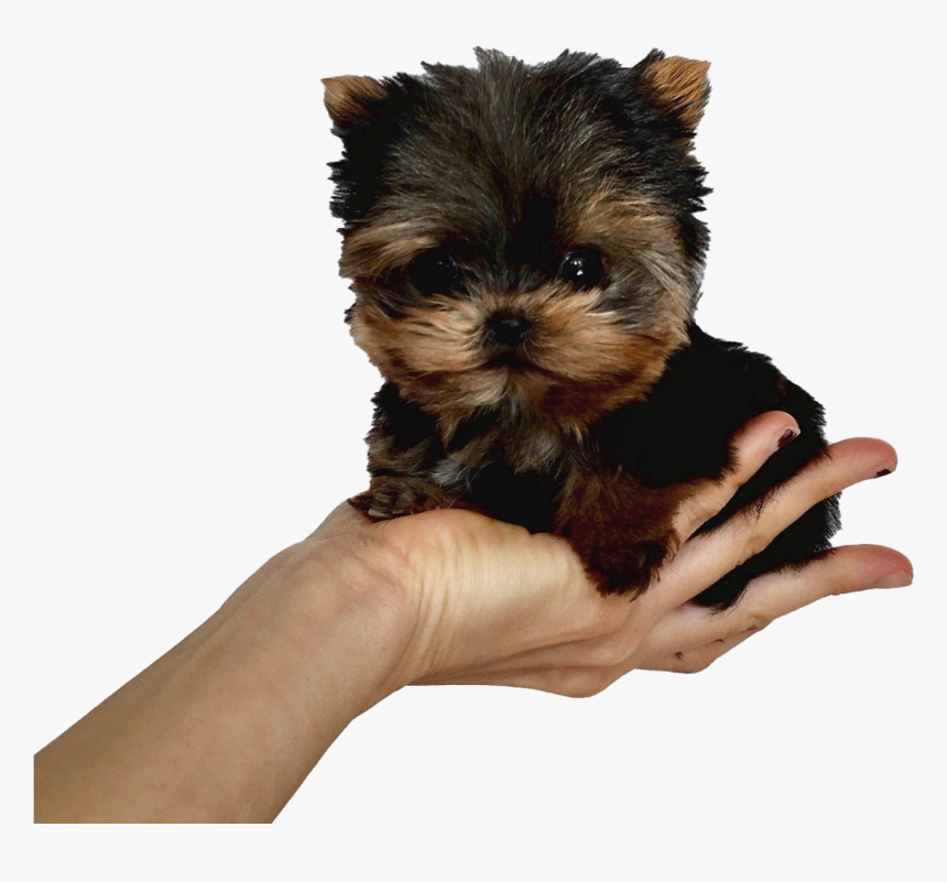 Yorkshire Terrier Puppy Png Pic - Yorkshire Terrier Puppy, Transparent Png, Free Download