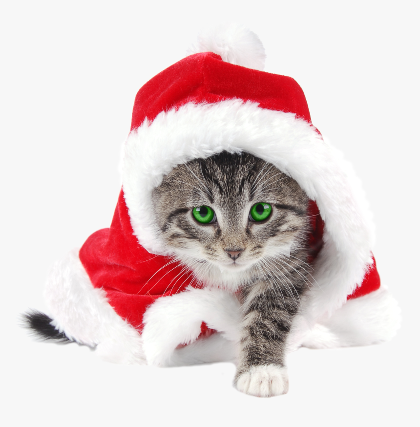 Christmas Cat Png, Transparent Png, Free Download