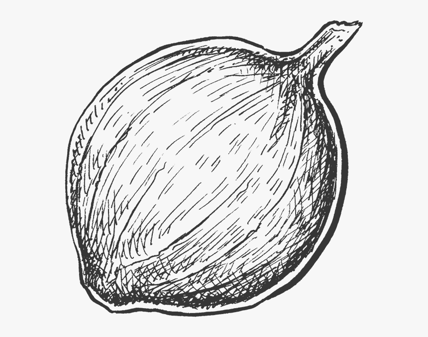 Bbqshakes Onion - Line Art, HD Png Download, Free Download