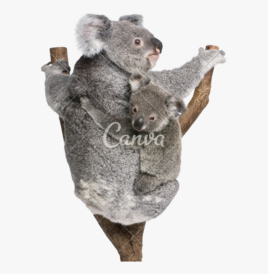 Bears Climbing Tree Years - Koala And Baby White Background Free Download, HD Png Download, Free Download