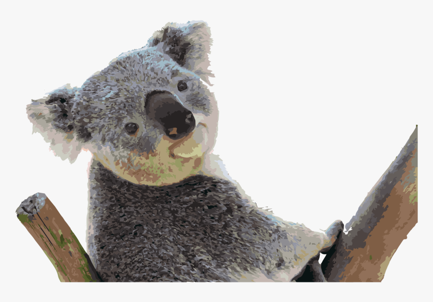 Graphic And Content - Koala, HD Png Download, Free Download