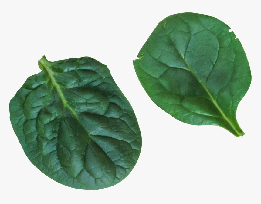 Leaves Png Images, Transparent Png, Free Download