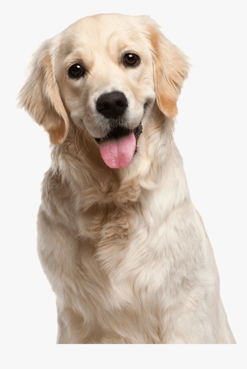 Happy Dog After Seeing Chicago Vet Bruce Silverman - Transparent Golden Retriever Png, Png Download, Free Download