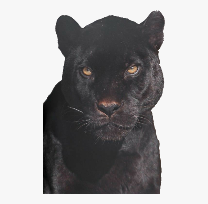 Image - Black Panther, HD Png Download, Free Download