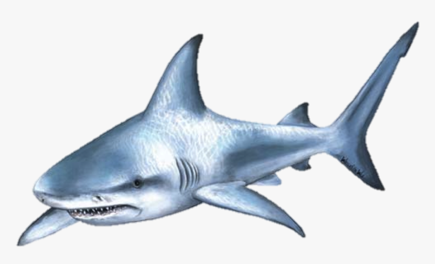 Shark Attack Png - Great White Shark Cut Outs, Transparent Png, Free Download