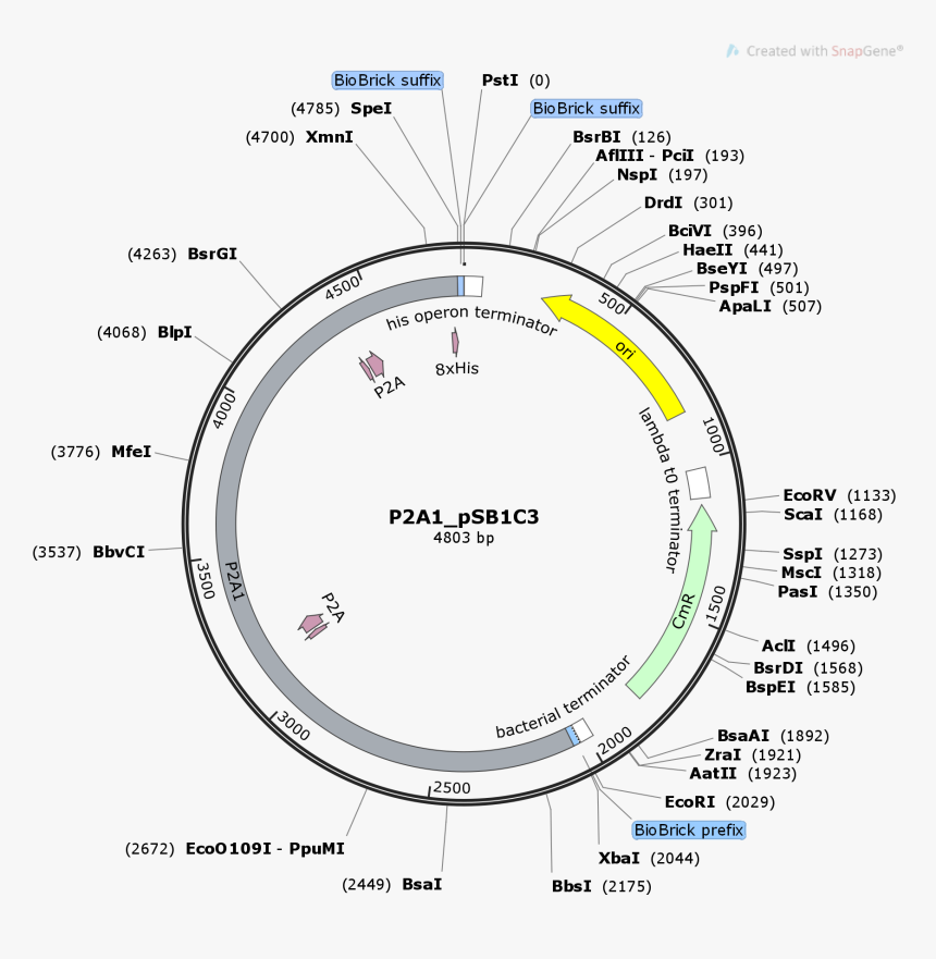 Diagram, HD Png Download, Free Download