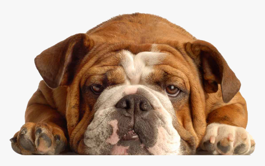 English Bulldog, HD Png Download, Free Download