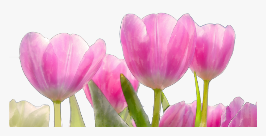 Beautiful Watercolor Pink Flowers Png - Good Morning Beautiful Scenery, Transparent Png, Free Download