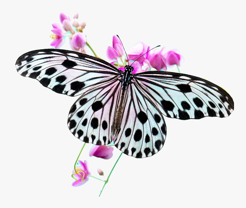 Butterfly Hd, HD Png Download, Free Download