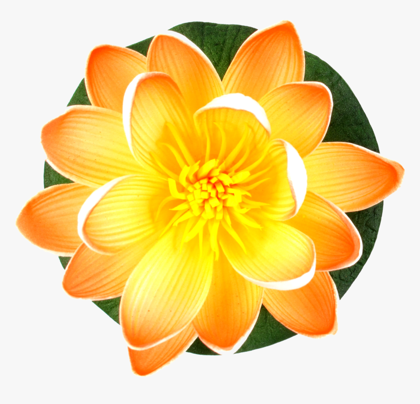 Beautiful Lily Flower Png Images Download Free - Lily, Transparent Png, Free Download