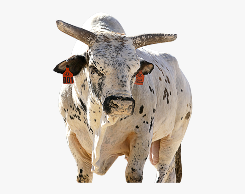 Pbr Bull Standings 2019, HD Png Download, Free Download