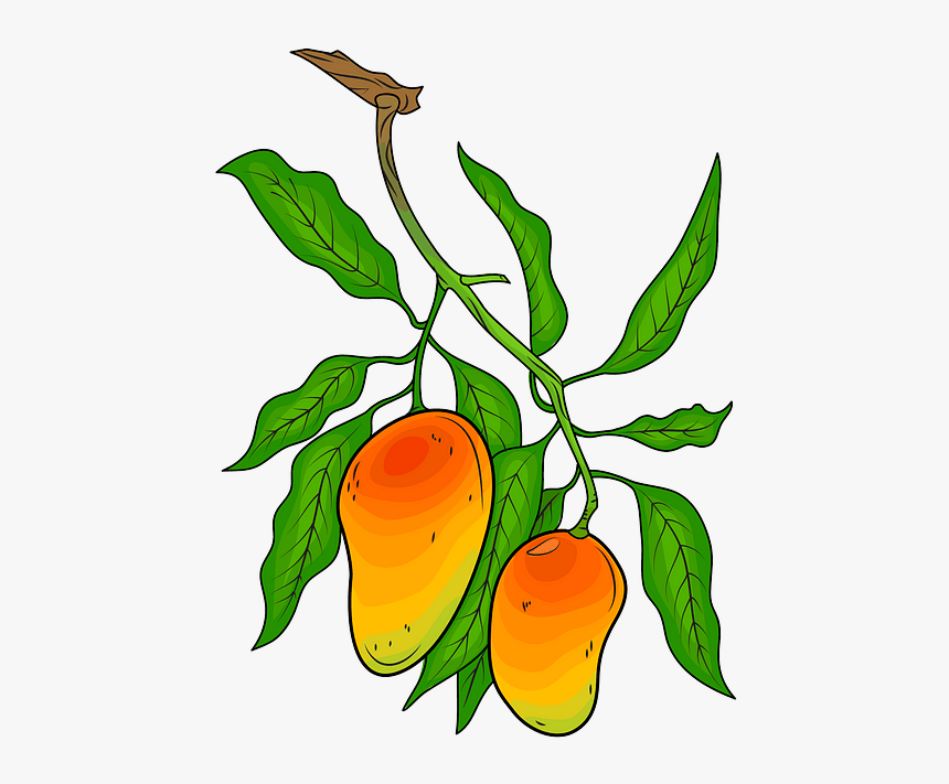 Mango Branch, HD Png Download, Free Download