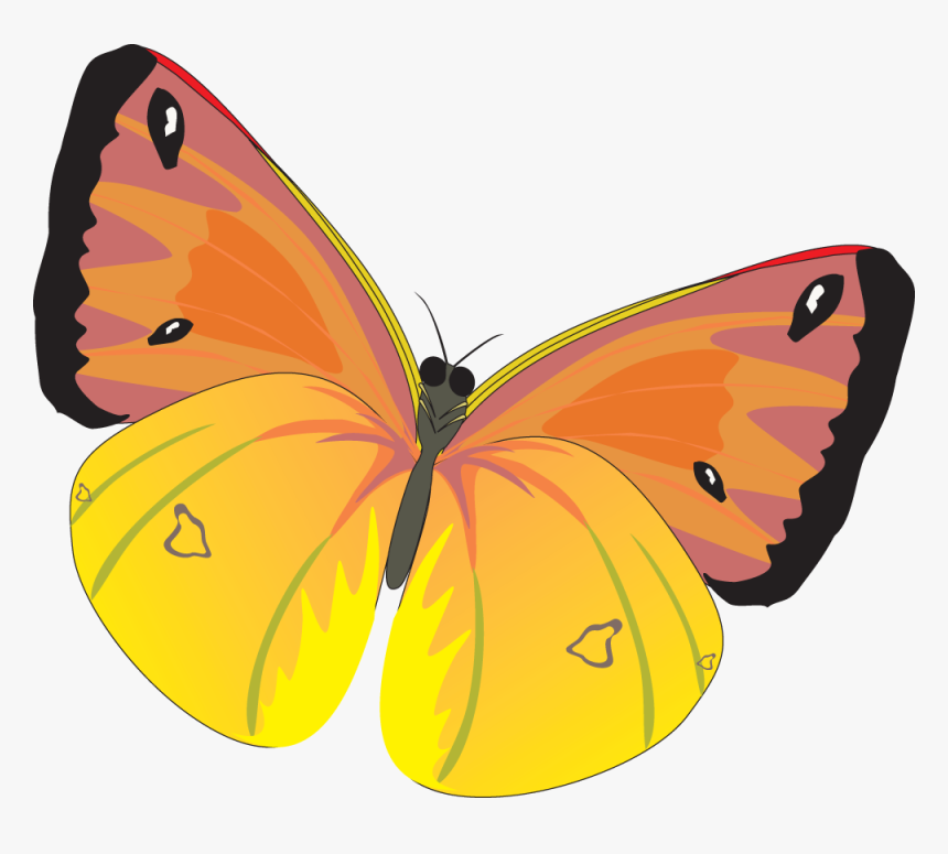 Butterfly - Бабочка Пнг, HD Png Download, Free Download