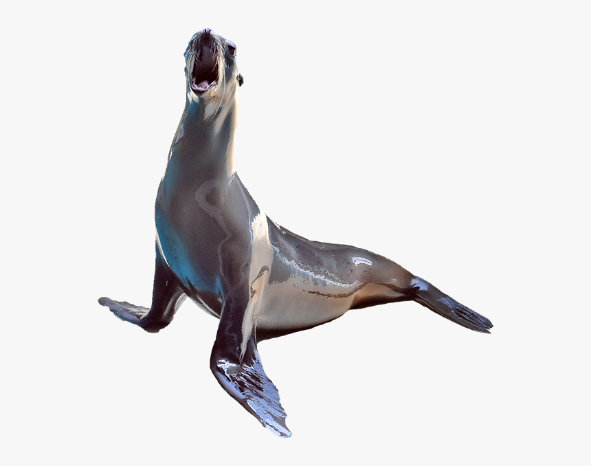 Sea Lion Cut Out, HD Png Download, Free Download