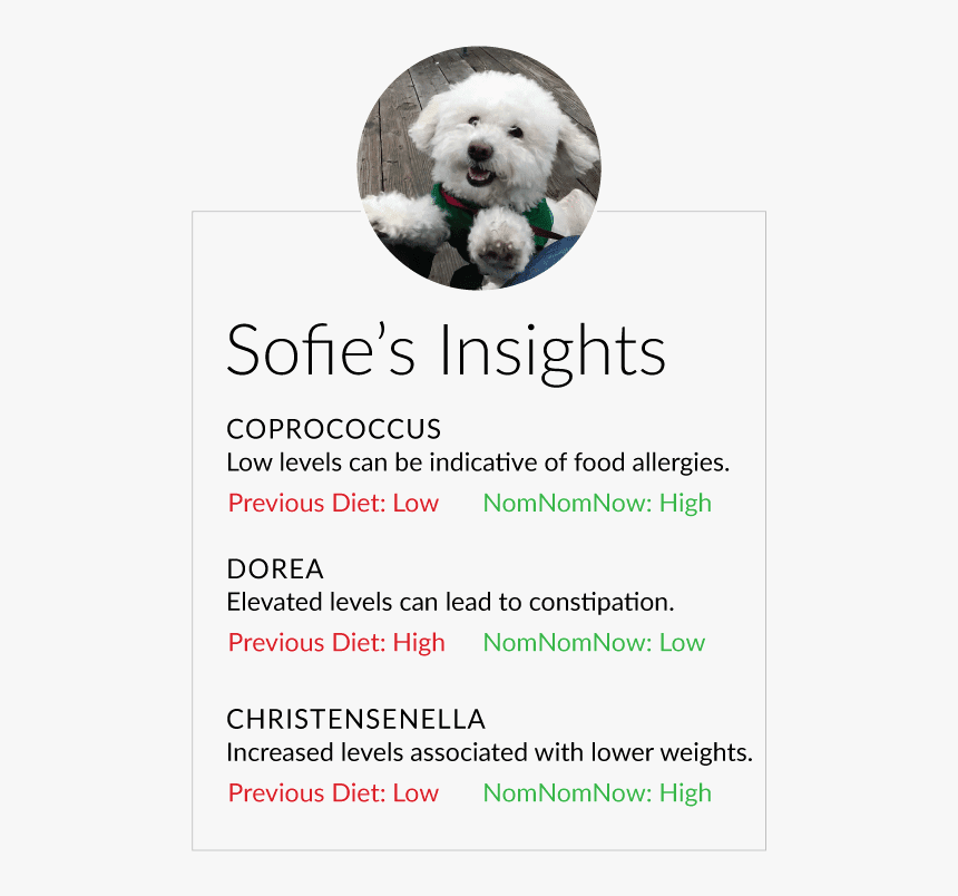 Review The Results And Implement In Your Pet"s Plan - Bolognese, HD Png Download, Free Download