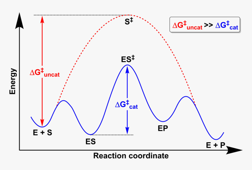 Rxn Coordinate - Energy, HD Png Download, Free Download