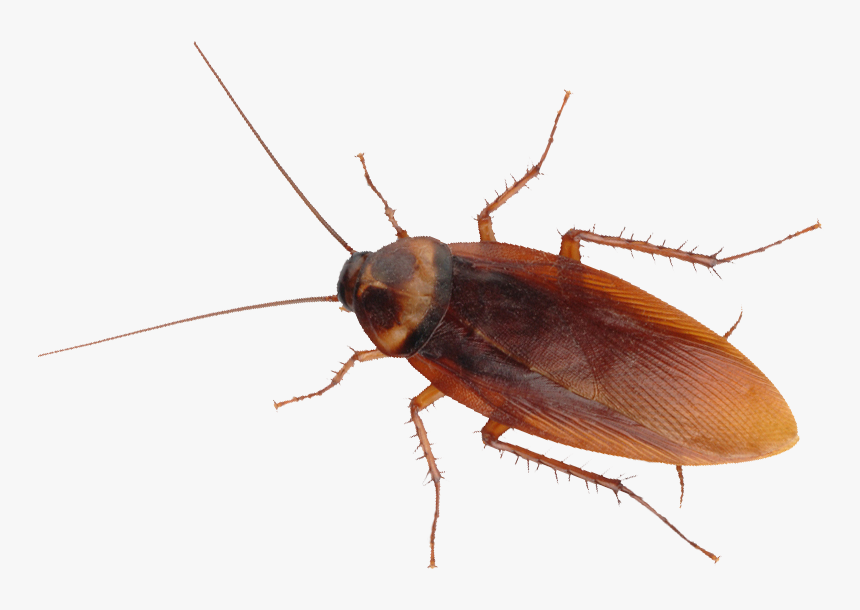 Cockroach Removal Control By Swat Pest Control Ltd - American German Cockroach Cockroach, HD Png Download, Free Download