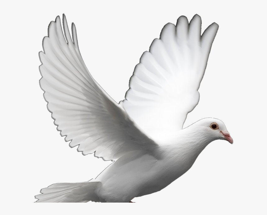 Dove Flying With Transparent Background, HD Png Download, Free Download