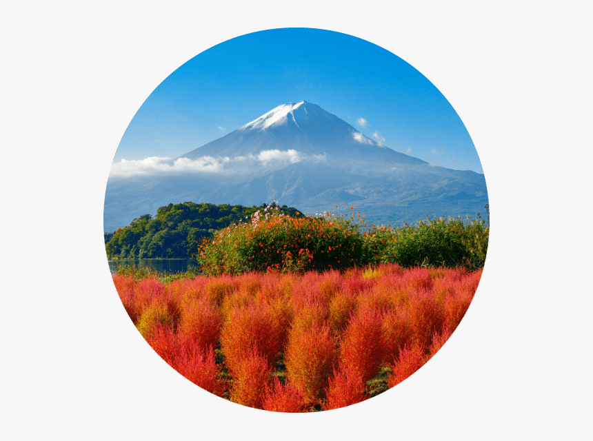 Oishi Park, Lake Kawaguchi - Painting, HD Png Download, Free Download