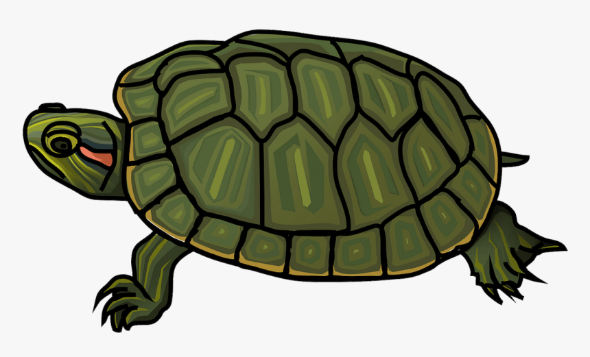 Red Eared Slider Turtle Coloring Page, HD Png Download, Free Download