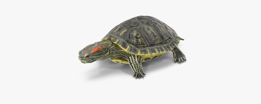 Turtle Png High-quality Image - Red Eared Slider, Transparent Png, Free Download