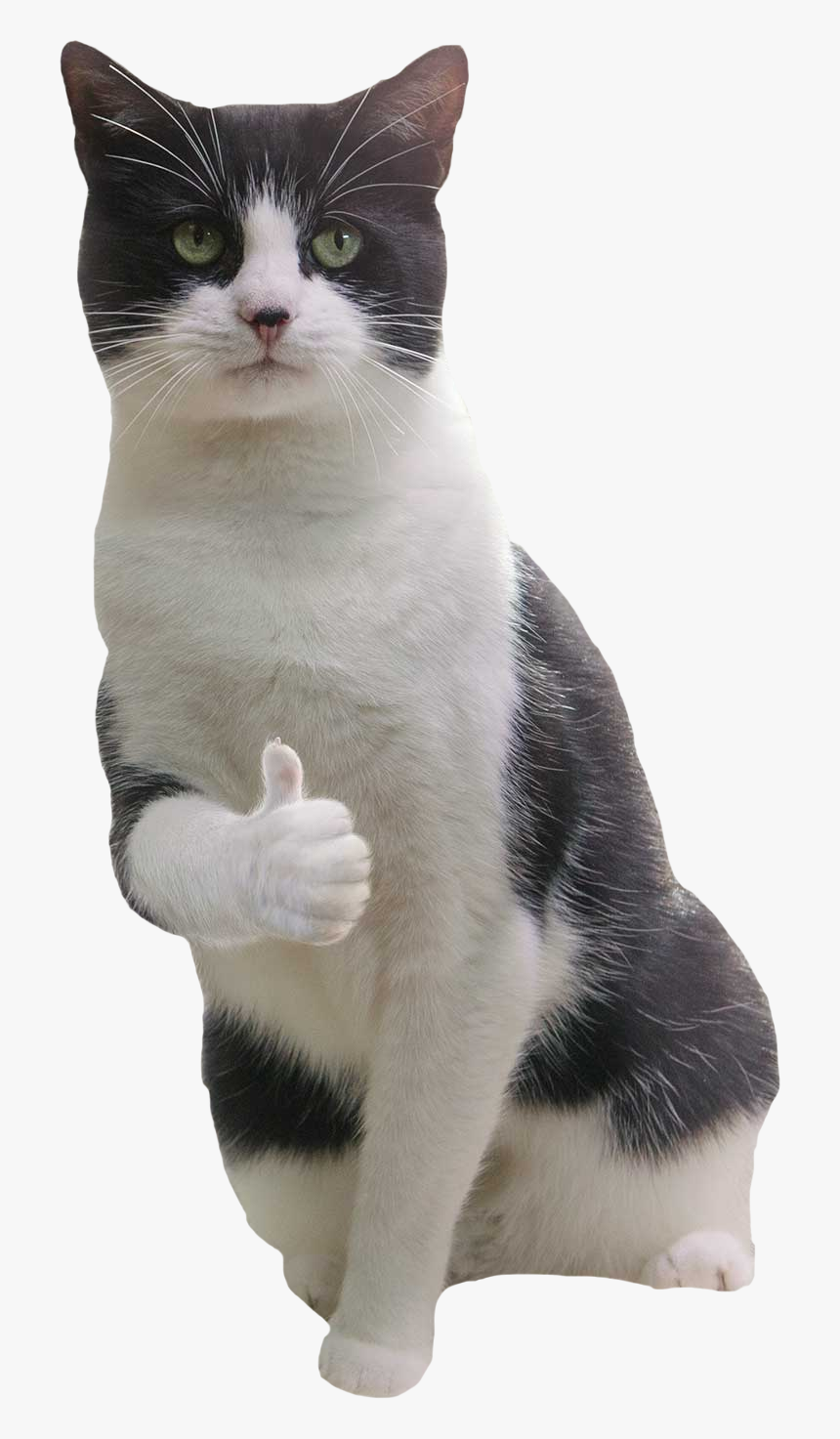 Transparent Sleeping Cat Png - Thumbs Up Cat Meme, Png Download, Free Download