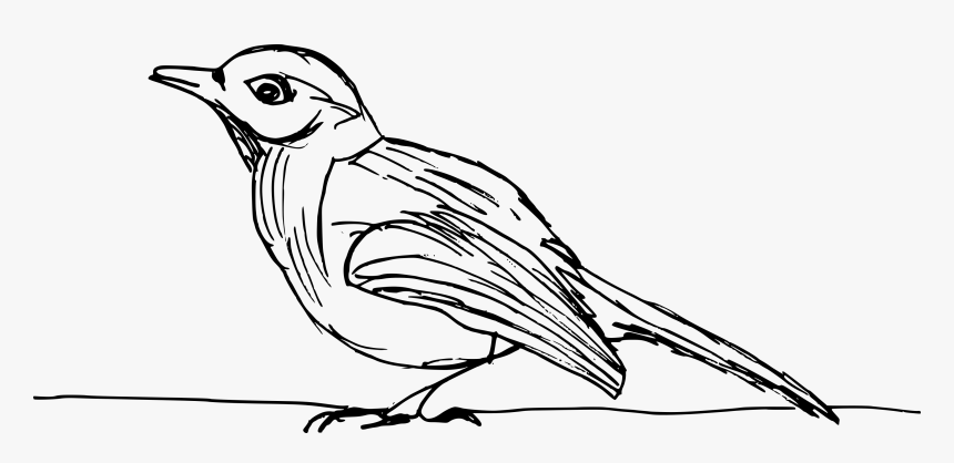 Bird Drawing Png, Transparent Png, Free Download