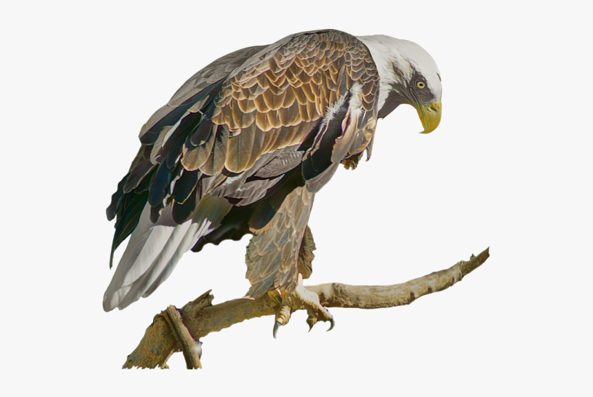 Eagle, HD Png Download, Free Download
