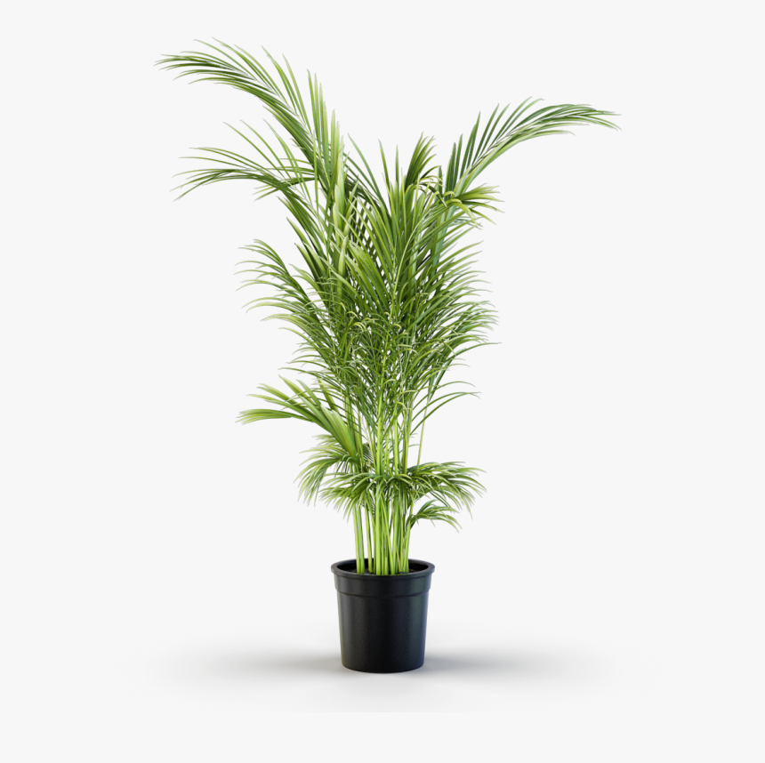 Houseplant, HD Png Download, Free Download