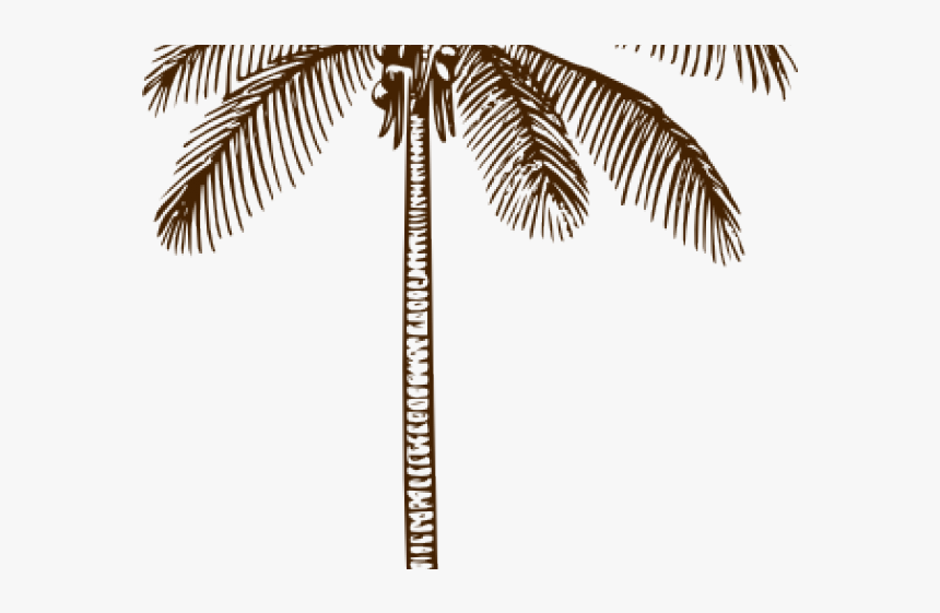 Outline Of Coconut Tree Leaf, HD Png Download, Free Download