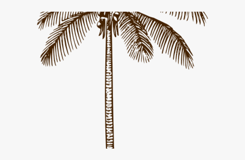 Outline Of Coconut Tree Leaf HD Png Download Kindpng