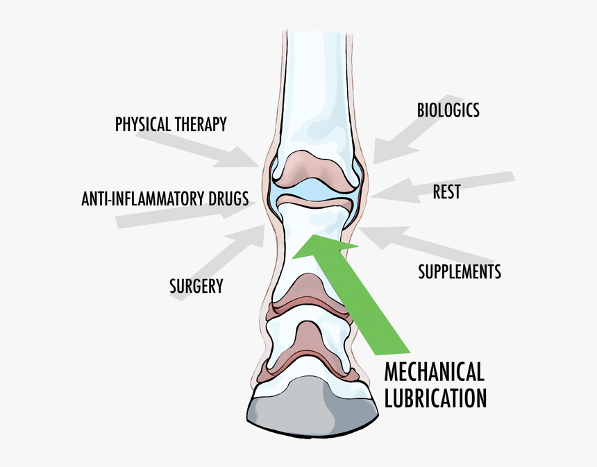 Medical Imaging, HD Png Download, Free Download