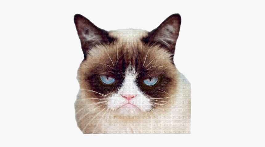 Grumpy Cat Face Png Pic - Grumpy Cat Valentine's Day, Transparent Png, Free Download