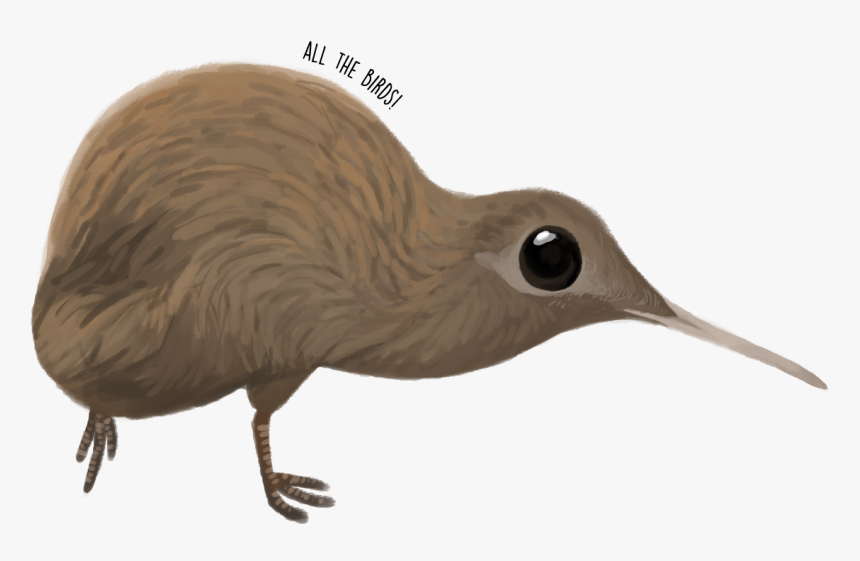 Southern Brown Kiwi Apteryx Australis - Brown Kiwi Transparent, HD Png Download, Free Download