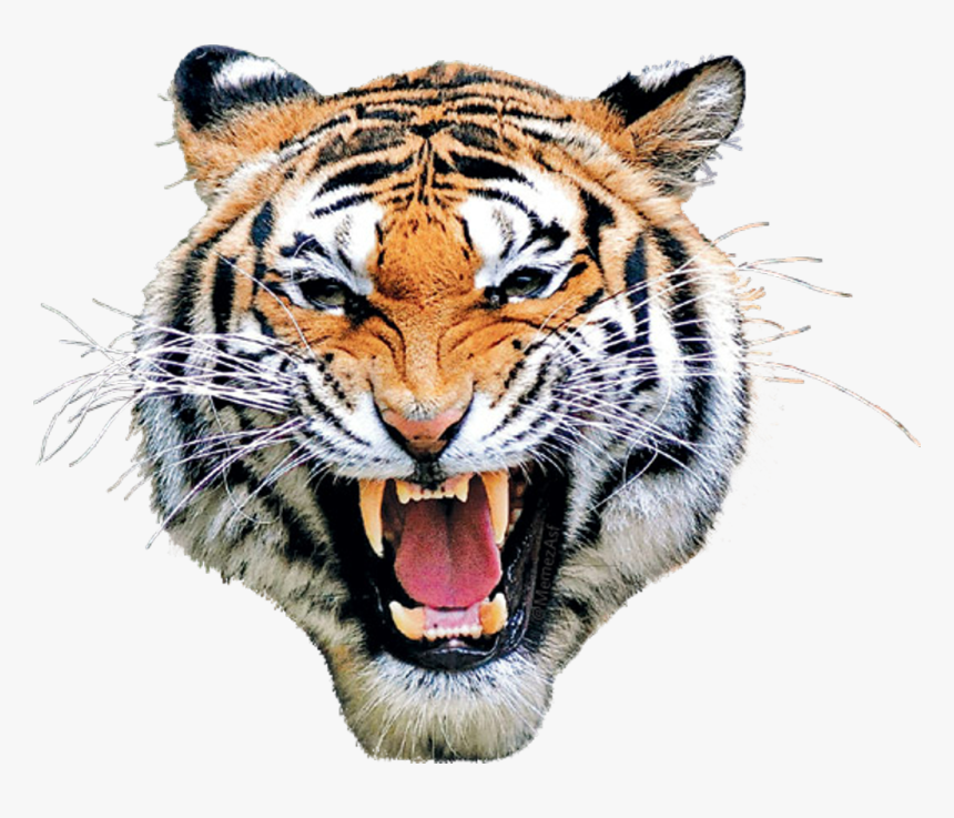 #tiger #mask #head #eyes #animal #animalface - Tiger Face Png Hd, Transparent Png, Free Download