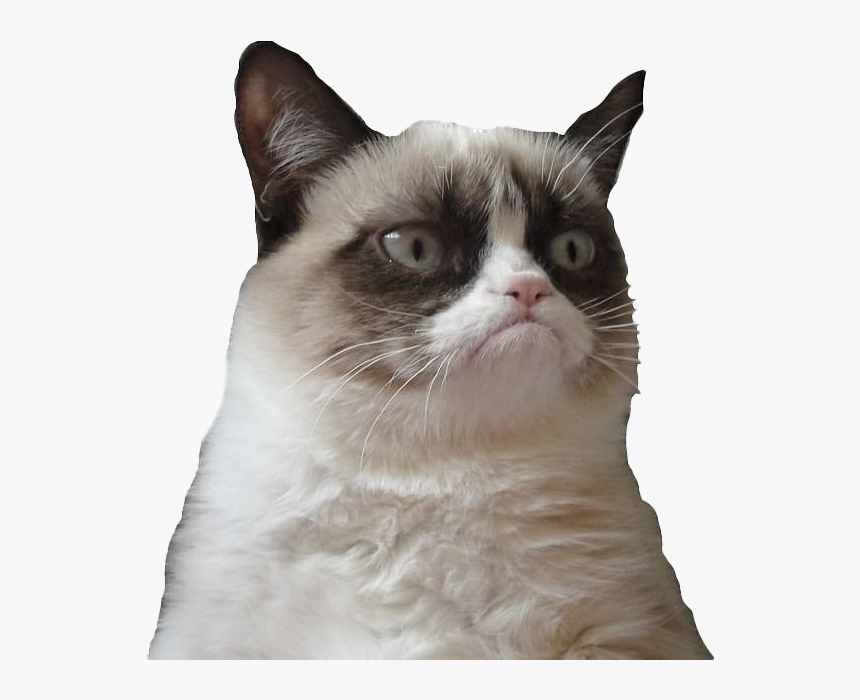 Grumpy Cat Face Png Picture - Grumpy Cat Png, Transparent Png, Free Download