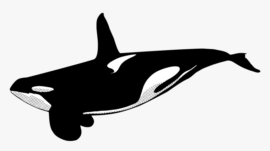 Killer Whale Whole Body, HD Png Download, Free Download