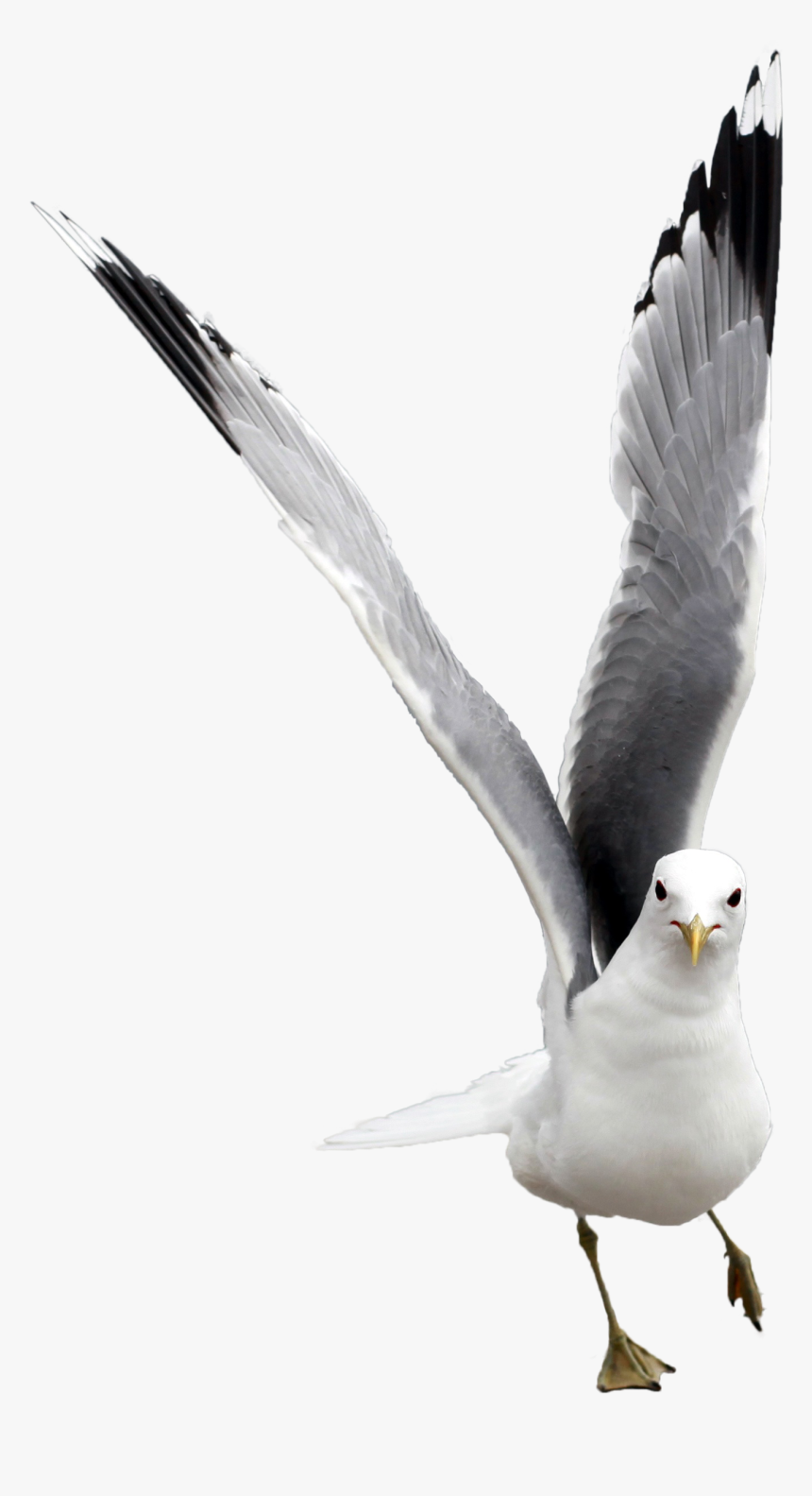 Seagull Graphics, HD Png Download, Free Download