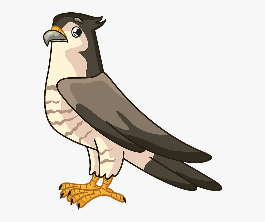 Buzzard, HD Png Download, Free Download