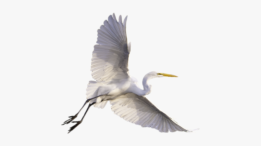 Great Egret, HD Png Download, Free Download