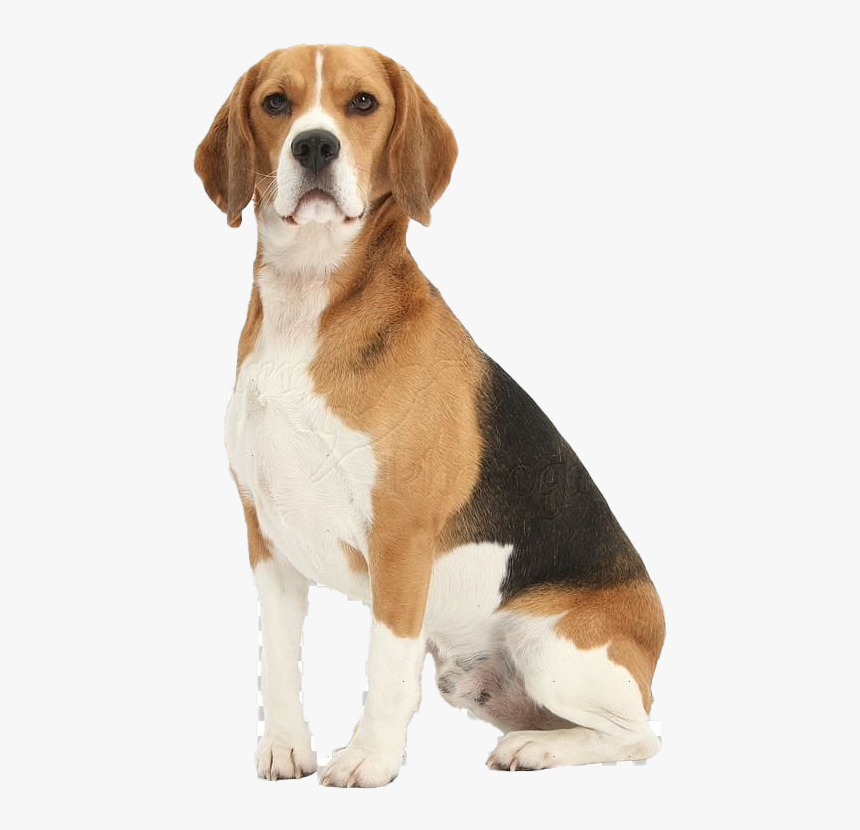 Beagle Dog Png Free Download - Beagle Dog Sitting Down, Transparent Png, Free Download