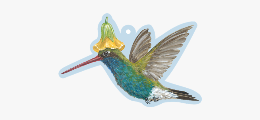 Hummingbird Gift Tag - Hummingbird, HD Png Download, Free Download