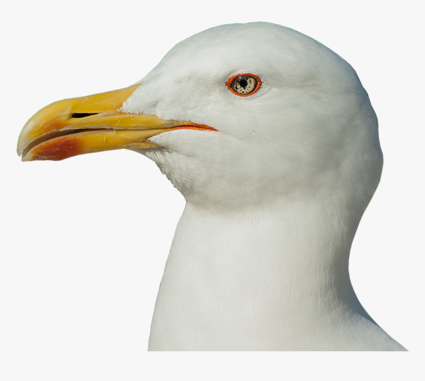 Seagull, Head, Bill, Close Up, Water Bird, Bird - Seagull Head Transparent Background, HD Png Download, Free Download